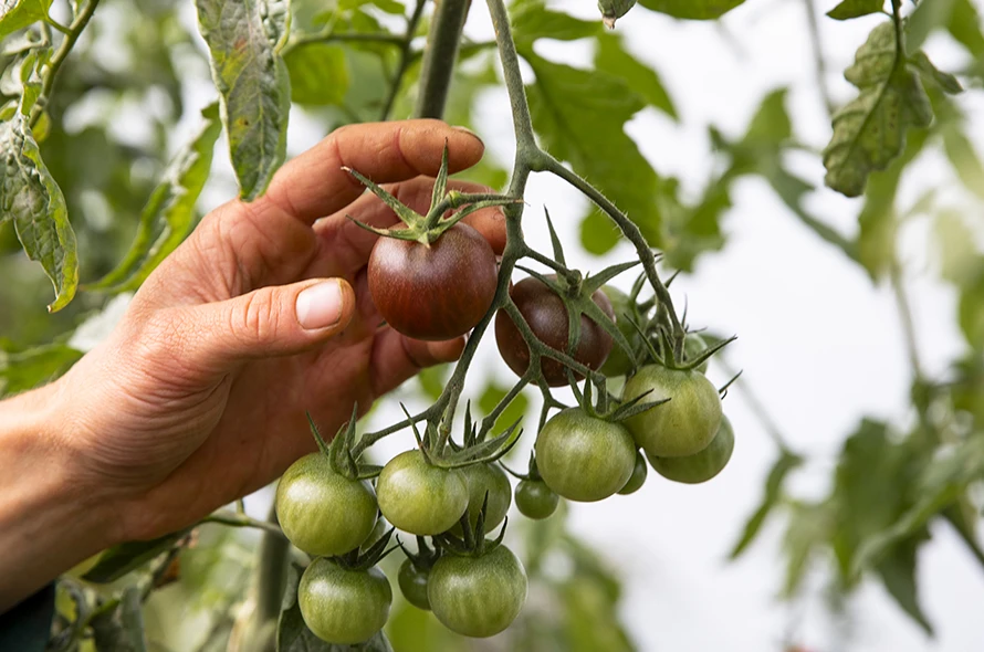 Panier à deux roues - Brigitte Besson