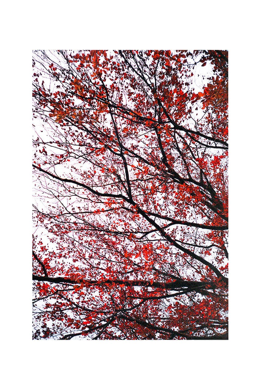 Arbre rouge - Portrait